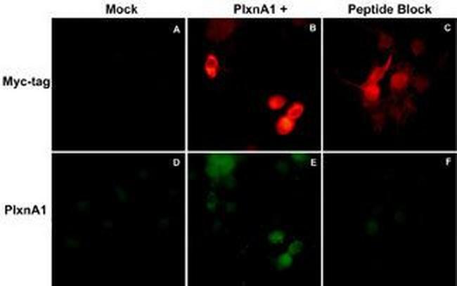 Plexin-A1 Antibody in Immunocytochemistry (ICC/IF)