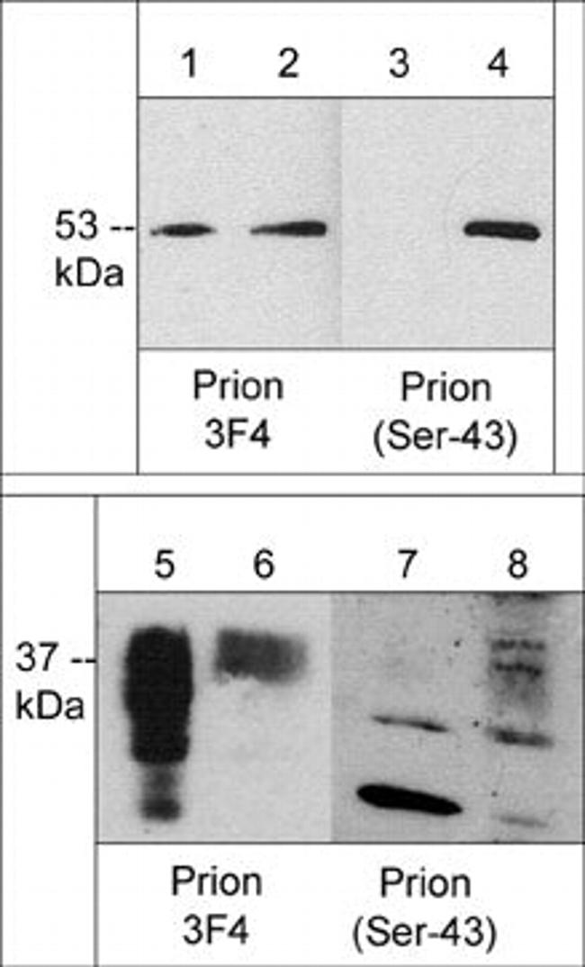 Phospho-PrP (Ser43) Antibody in Western Blot (WB)