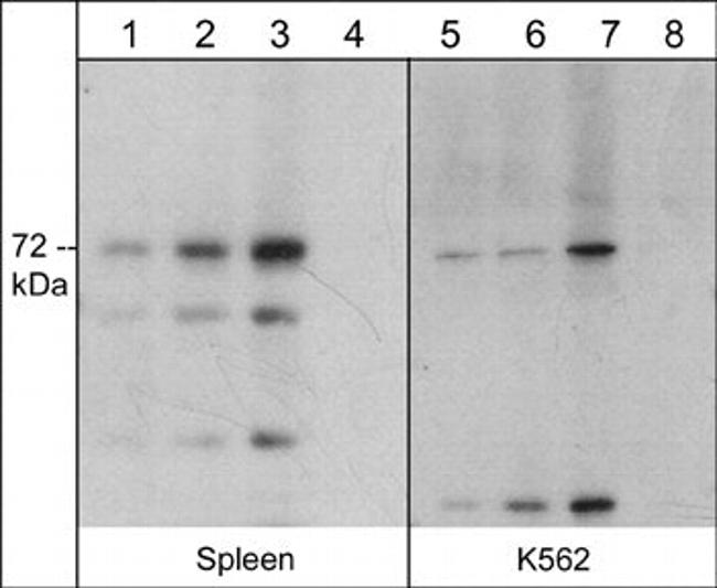 Themis Antibody in Western Blot (WB)