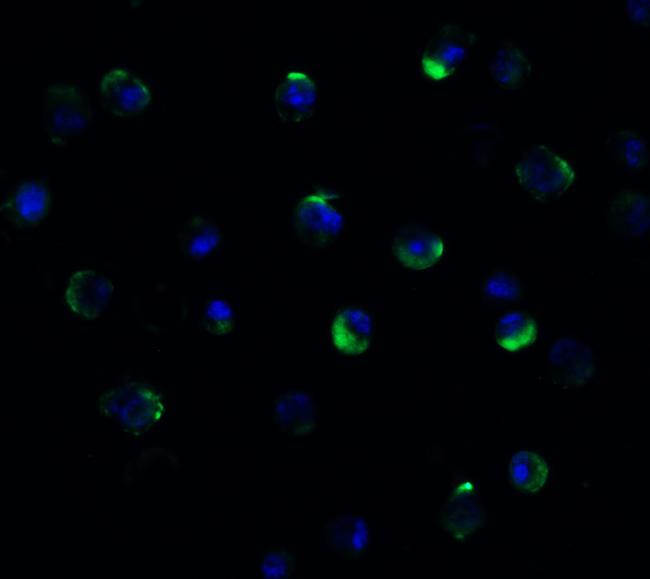 TMPRSS2 Antibody in Immunocytochemistry (ICC/IF)