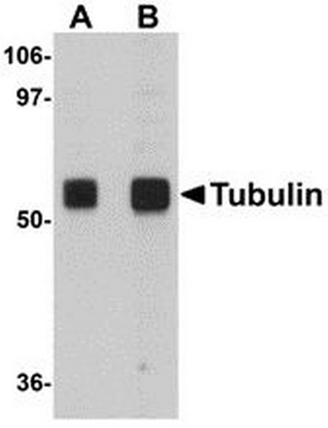 alpha Tubulin Antibody in Western Blot (WB)