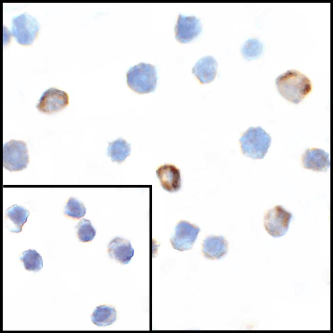 VISTA Antibody in Immunocytochemistry (ICC/IF)