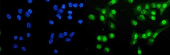 HAP1 Antibody in Immunocytochemistry (ICC/IF)