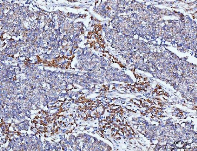 PACAP-38 Antibody in Immunohistochemistry (Paraffin) (IHC (P))