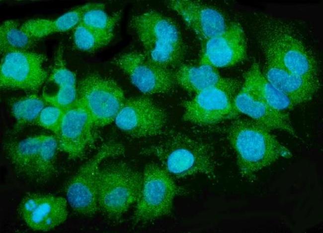 MTTP Antibody in Immunocytochemistry (ICC/IF)