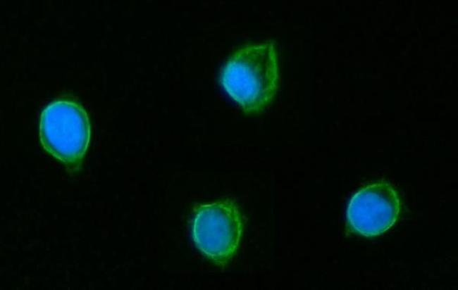 GluD1/GluD2 Antibody in Immunocytochemistry (ICC/IF)