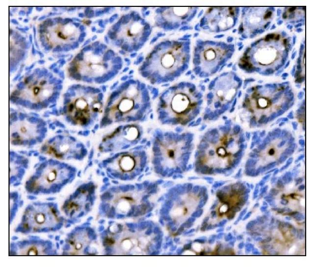 DUOX2 Antibody in Immunohistochemistry (Paraffin) (IHC (P))