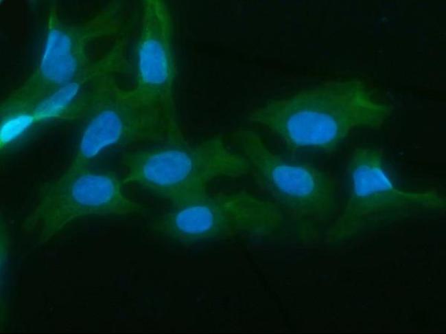 AKR1D1 Antibody in Immunocytochemistry (ICC/IF)