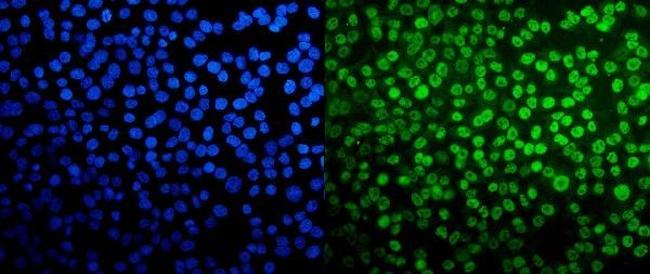 TAF4 Antibody in Immunocytochemistry (ICC/IF)