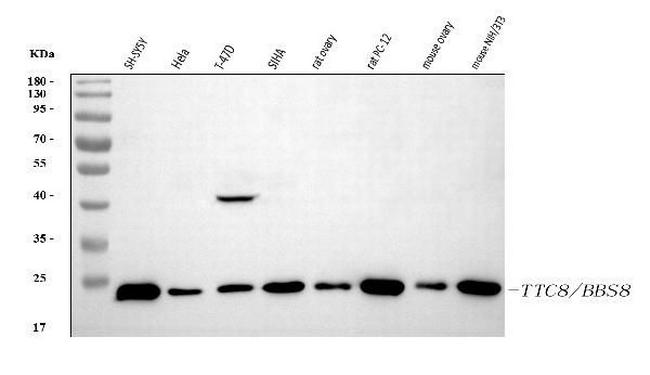 TTC8 Antibody in Western Blot (WB)