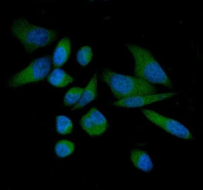 THEM4 Antibody in Immunocytochemistry (ICC/IF)