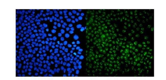 USP44 Antibody in Immunocytochemistry (ICC/IF)