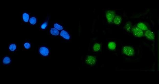 LSM7 Antibody in Immunocytochemistry (ICC/IF)