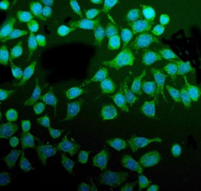 PDIR Antibody in Immunocytochemistry (ICC/IF)