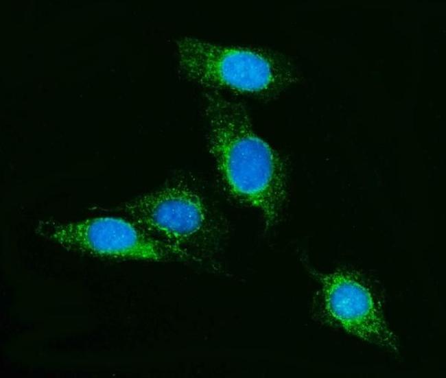 SCRN1 Antibody in Immunocytochemistry (ICC/IF)