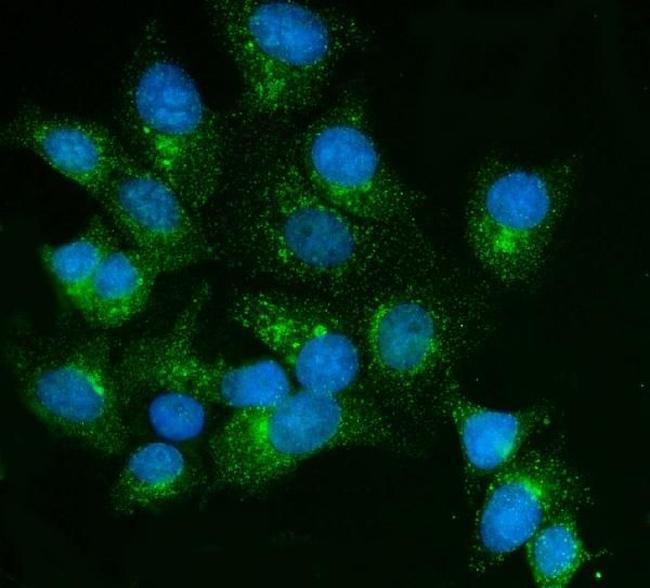 FKBP15 Antibody in Immunocytochemistry (ICC/IF)