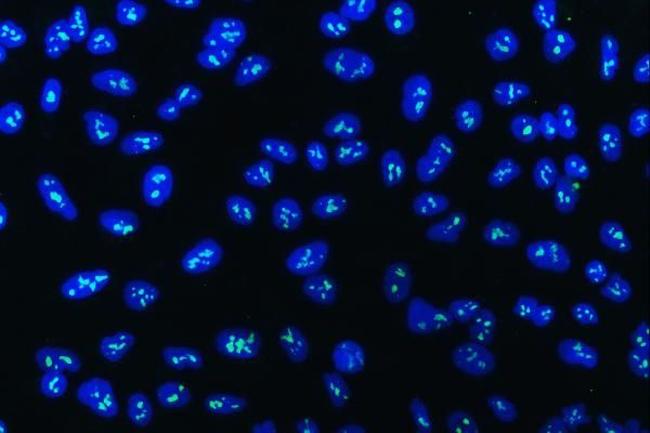 WDR3 Antibody in Immunocytochemistry (ICC/IF)