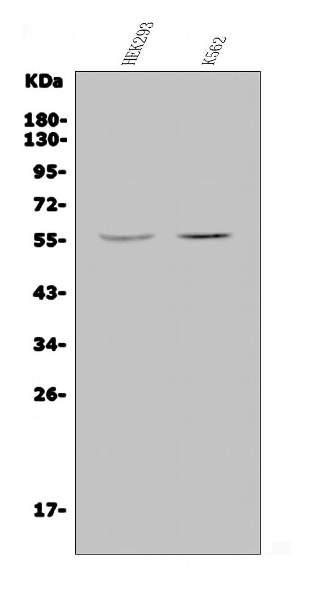 JRK Antibody in Western Blot (WB)