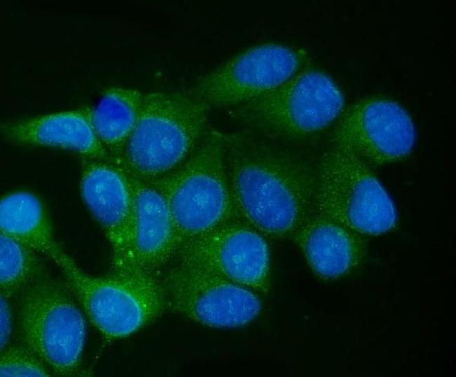 TCEB2 Antibody in Immunocytochemistry (ICC/IF)