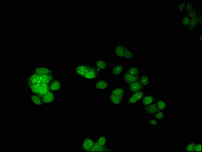 ERG Antibody in Immunocytochemistry (ICC/IF)