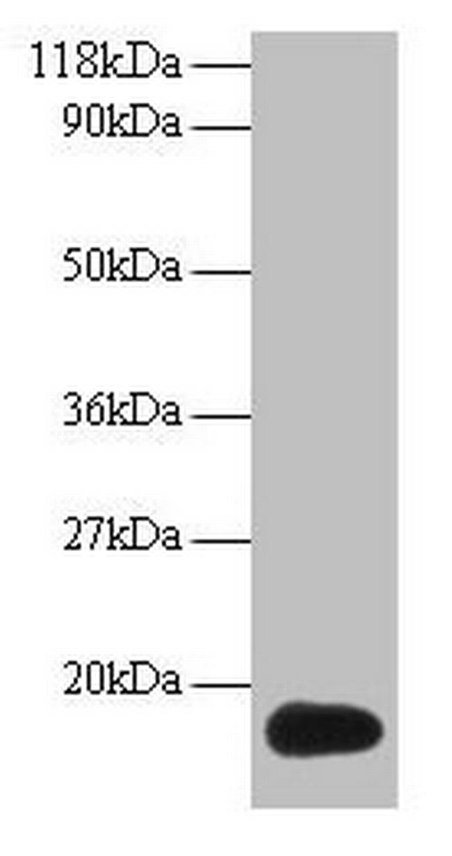 ISG15 Antibody in Western Blot (WB)