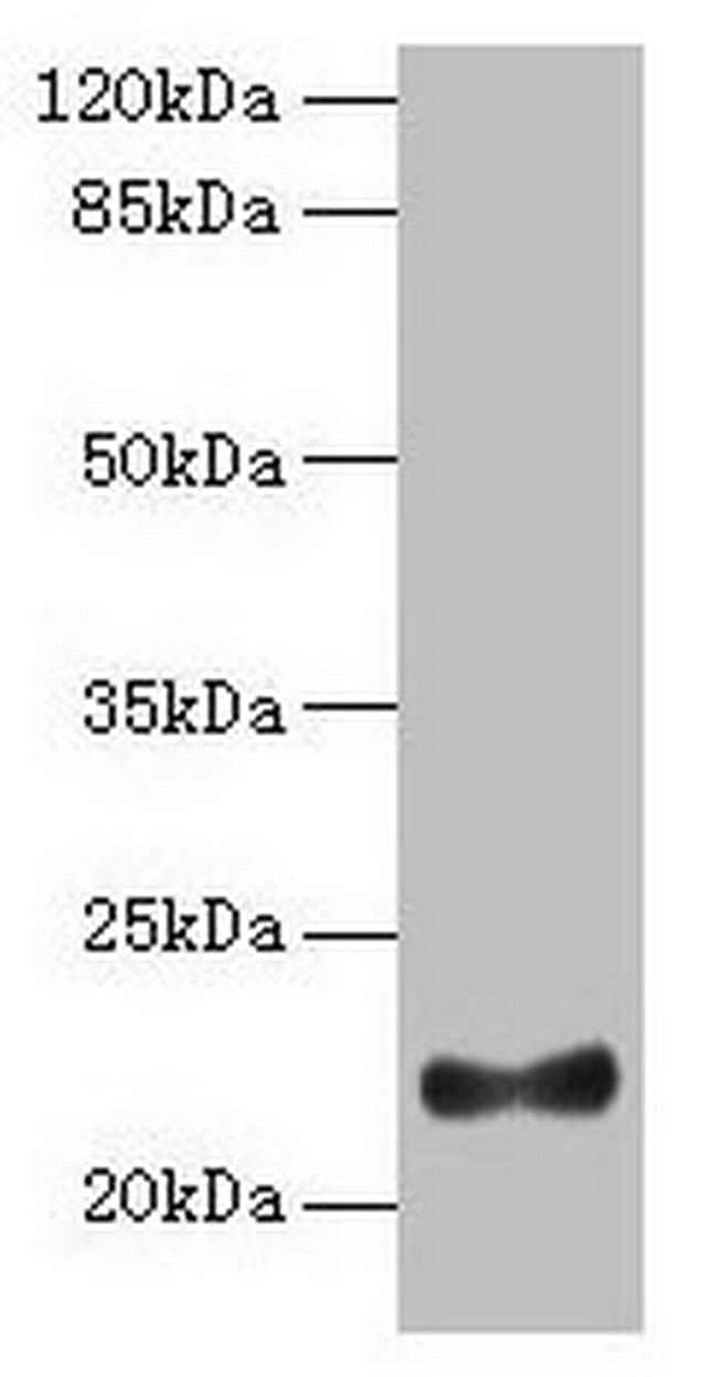 IFNAG Antibody in Western Blot (WB)