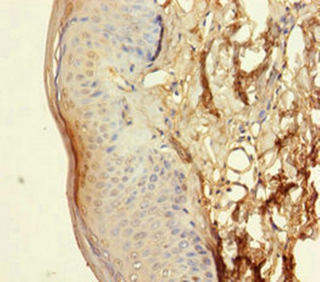 NXPE3 Antibody in Immunohistochemistry (Paraffin) (IHC (P))