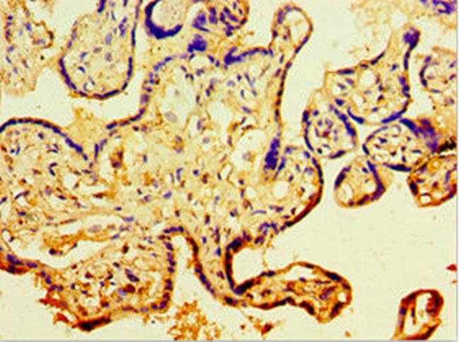 CDH11 Antibody in Immunohistochemistry (Paraffin) (IHC (P))