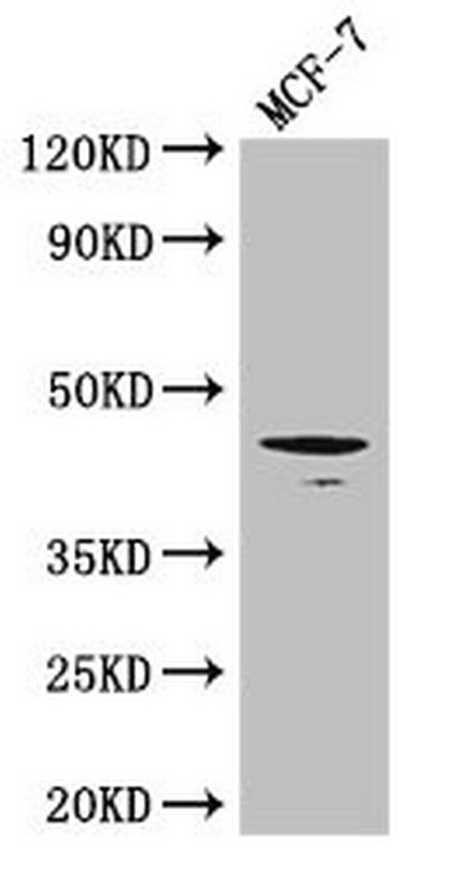 TGF beta-1 Antibody in Western Blot (WB)