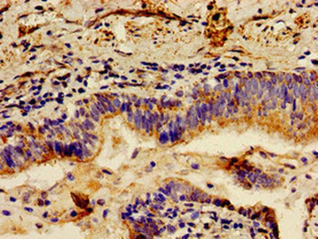 LCT Antibody in Immunohistochemistry (Paraffin) (IHC (P))