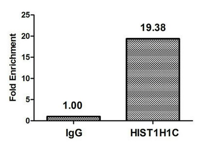 Formyl-Histone H1.2 (Lys74) Antibody in ChIP Assay (ChIP)