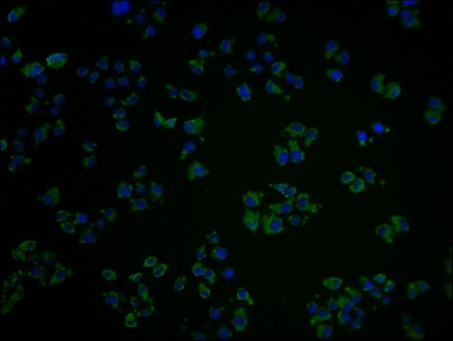 OR10A2 Antibody in Immunocytochemistry (ICC/IF)