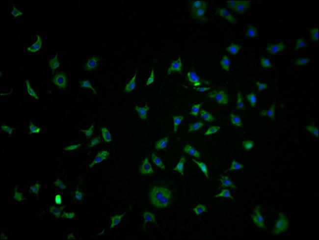 OR10K1 Antibody in Immunocytochemistry (ICC/IF)