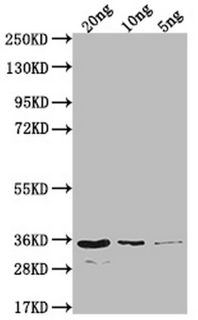 EIN2 Antibody in Western Blot (WB)