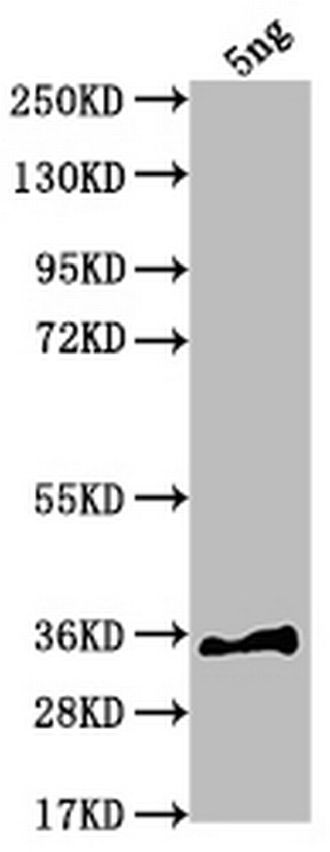 sfl Antibody in Western Blot (WB)