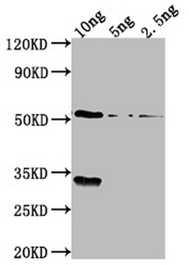 OXYR Antibody in Western Blot (WB)