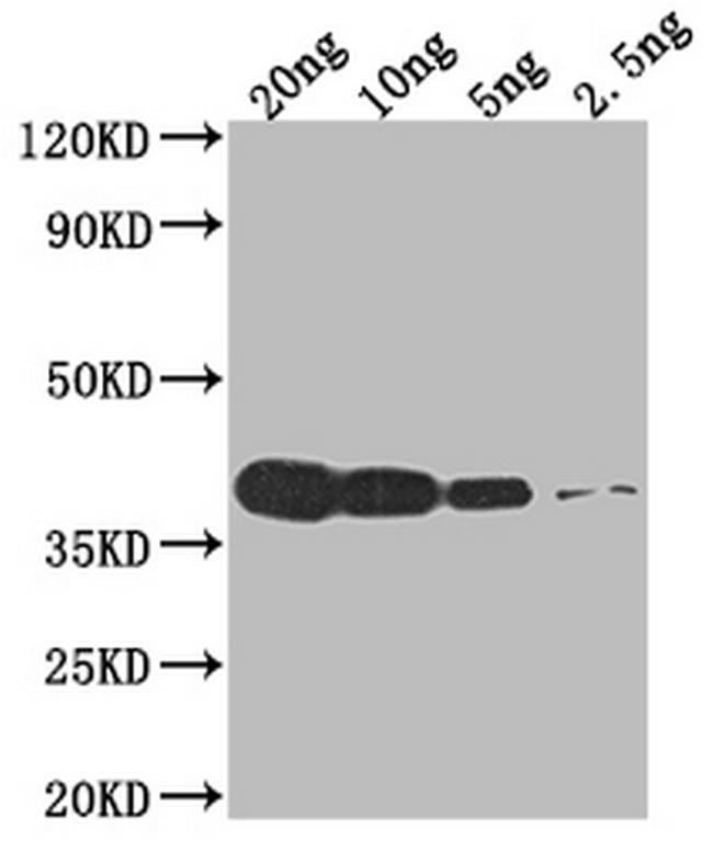 VCATH Antibody in Western Blot (WB)