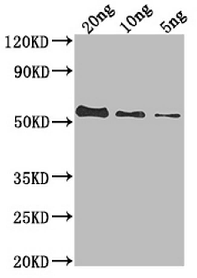 UL49 Antibody in Western Blot (WB)