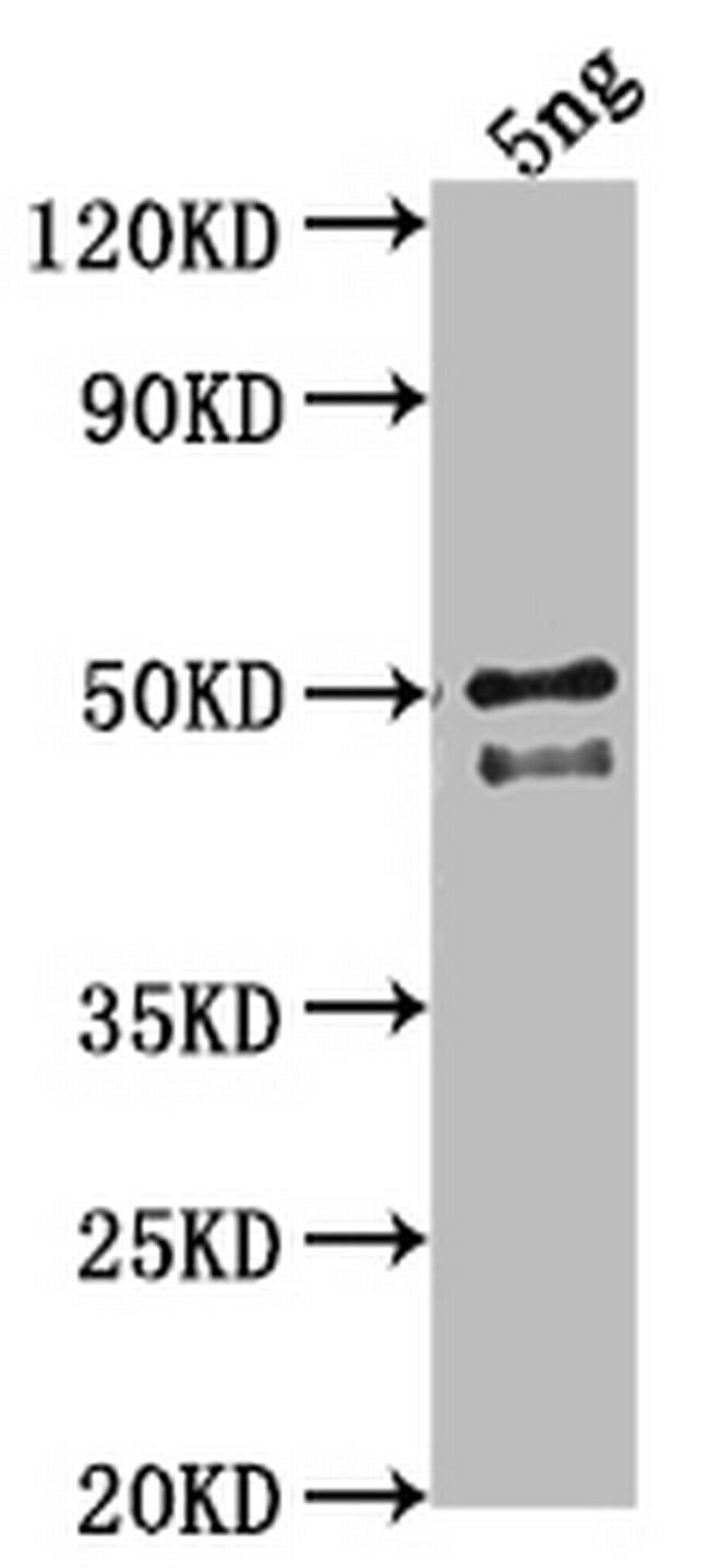 DGAT3 Antibody in Western Blot (WB)