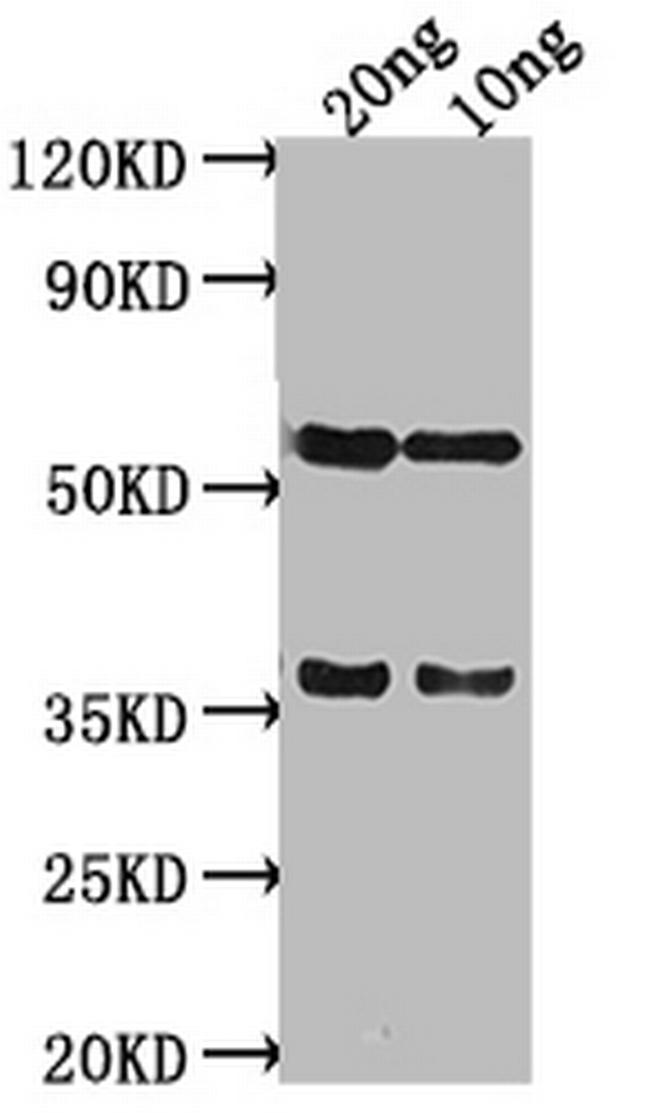 salm Antibody in Western Blot (WB)