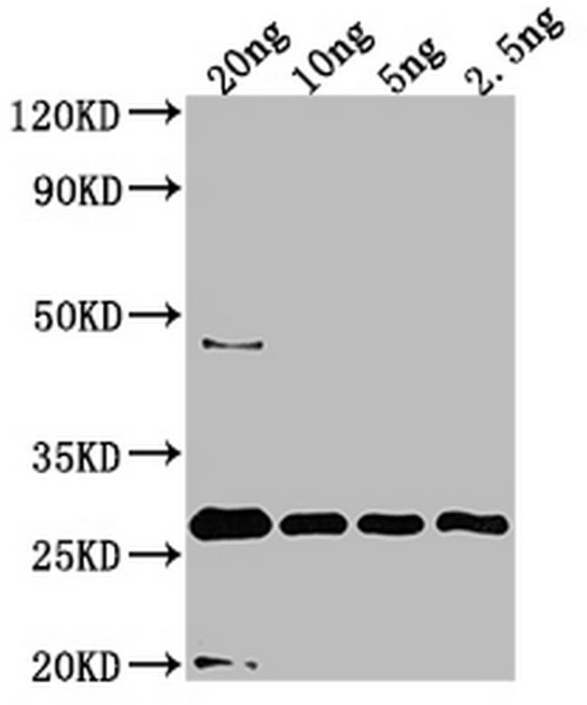 UVSX Antibody in Western Blot (WB)