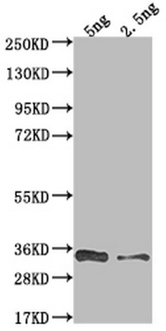 VACWR117 Antibody in Western Blot (WB)