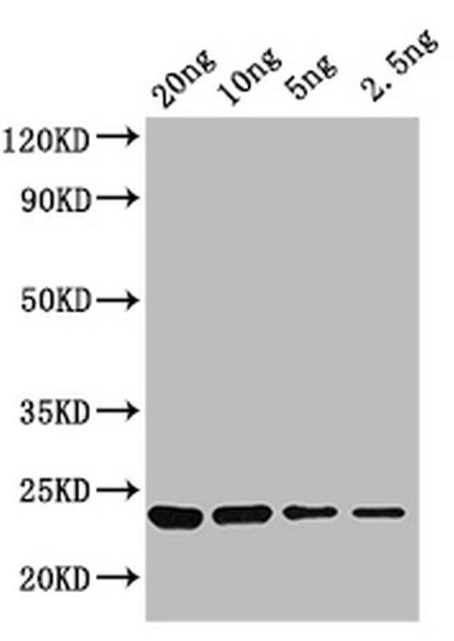 KNAT3 Antibody in Western Blot (WB)