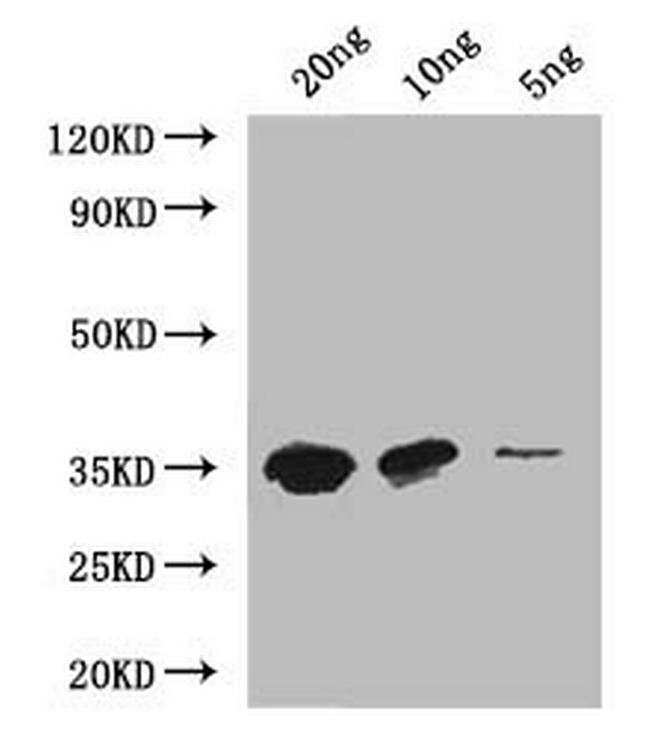 MTB Antibody in Western Blot (WB)