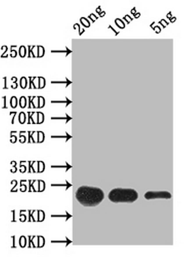 FMRFaR Antibody in Western Blot (WB)