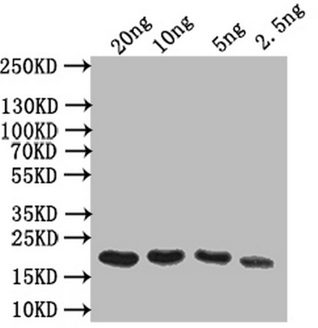 OBP Antibody in Western Blot (WB)