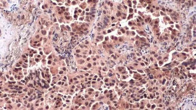 c-Jun Antibody in Immunohistochemistry (Paraffin) (IHC (P))