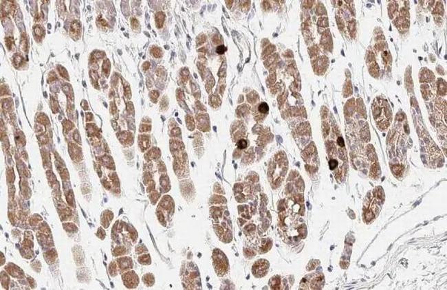 Ghrelin Antibody in Immunohistochemistry (Paraffin) (IHC (P))