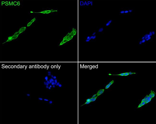 PSMC6 Antibody in Immunocytochemistry (ICC/IF)