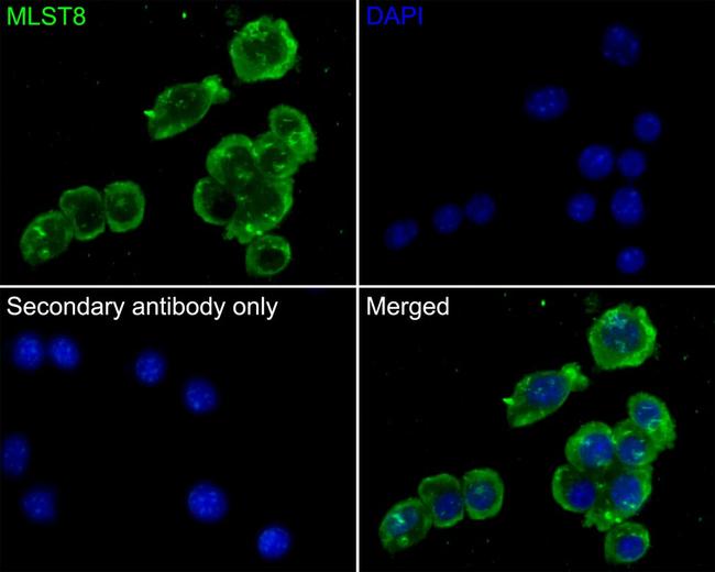 GBL Antibody in Immunocytochemistry (ICC/IF)